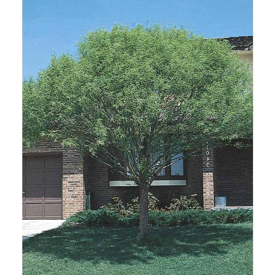 3.74 Gallon Globe Willow (L1412)