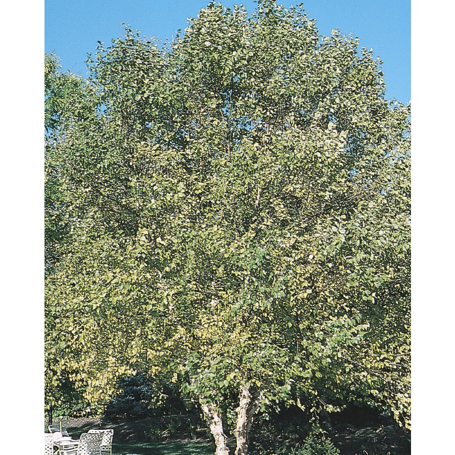 9.64 Gallon Clump River Birch (L1131)