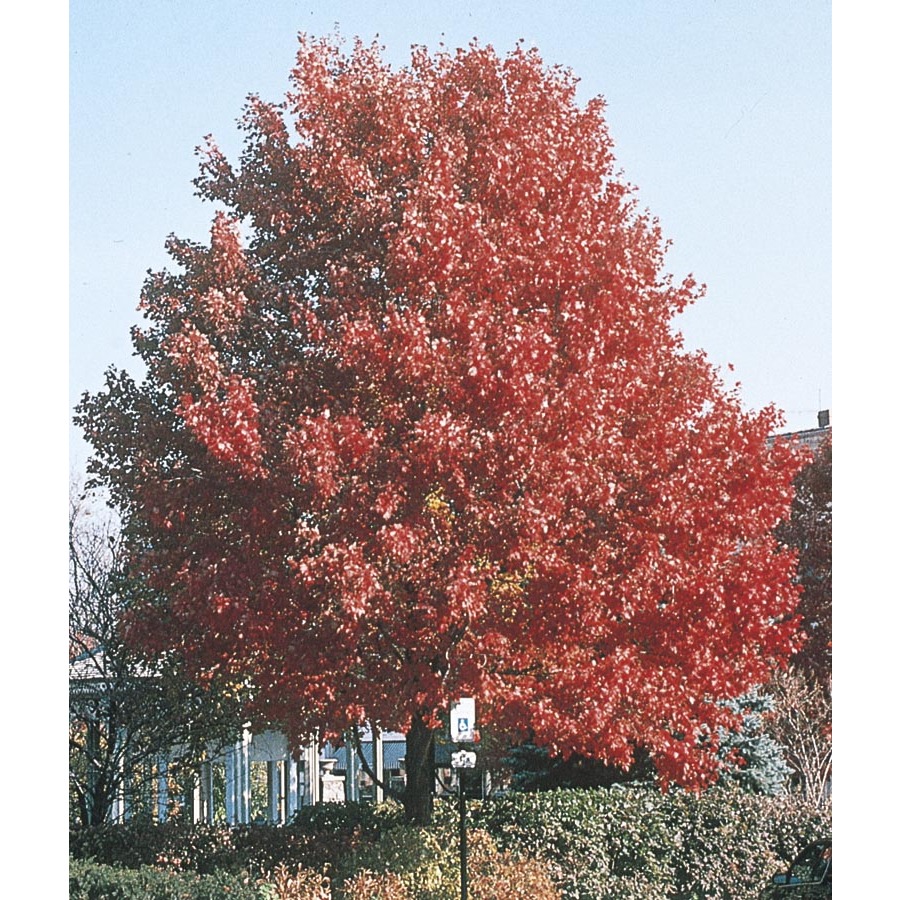 3.74 Gallon October Glory Maple (L3171)