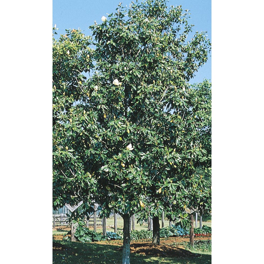 19.59 Gallon D. D. Blanchard Magnolia (L1171)