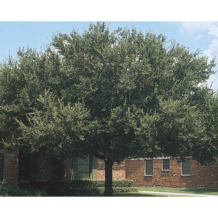 19.59 Gallon Live Oak (L3670)