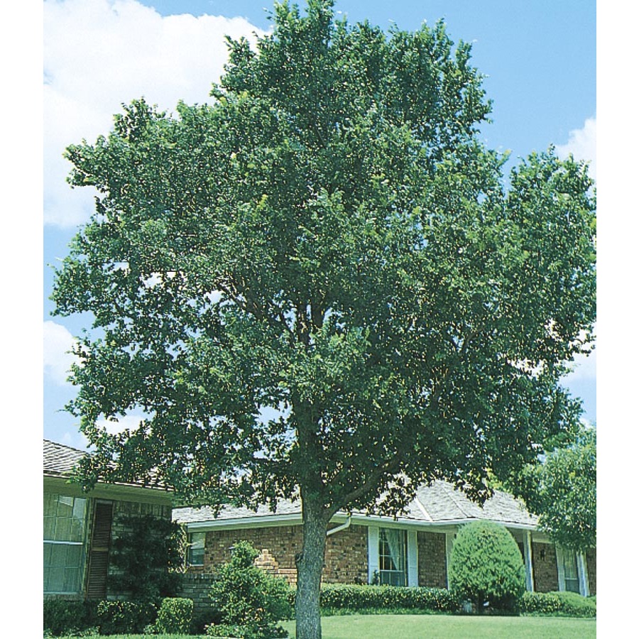 3.74 Gallon Cedar Elm (L1416)