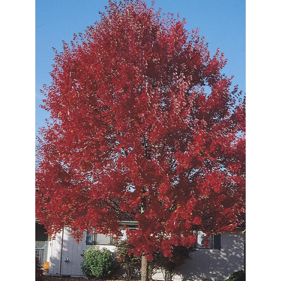 19.59 Gallon Sun Valley Red Maple (L2080)