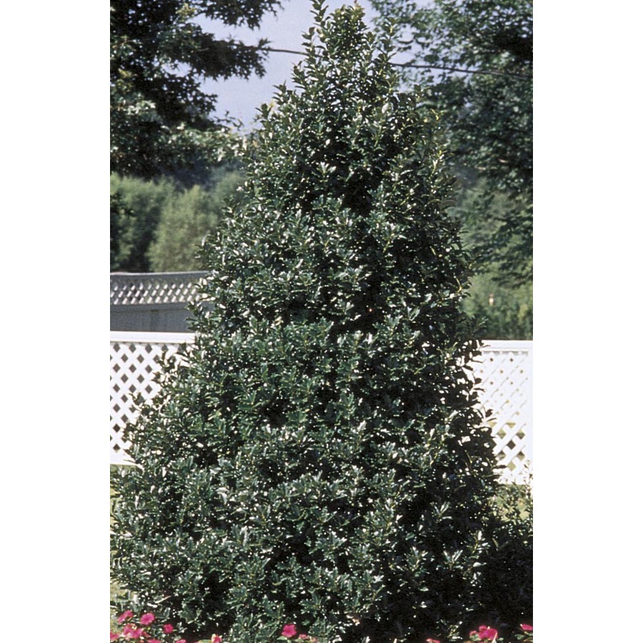 9.64 Gallon Oakleaf Holly Feature Shrub (L9746)