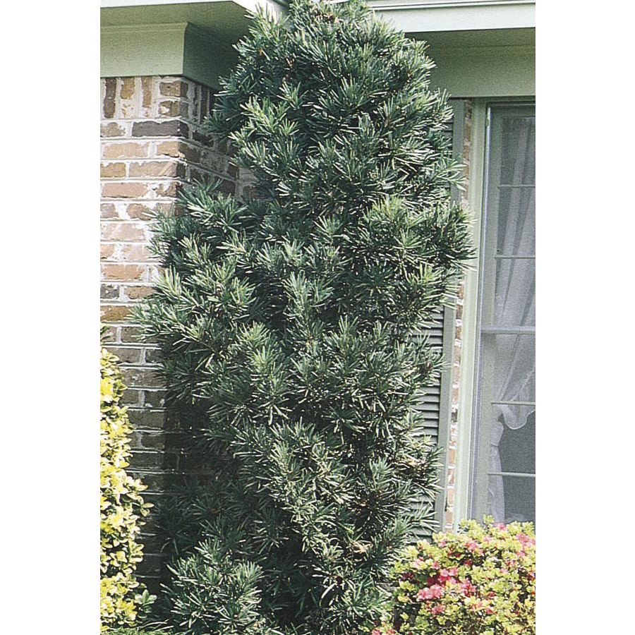 3.74 Gallon Insignificant Japanese Yew (L9927)