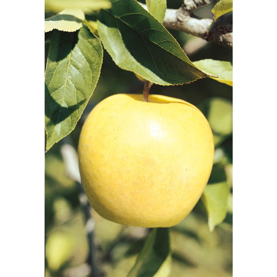 3.25 Gallon Golden Delicious Semi Dwarf Apple Tree (L1275)