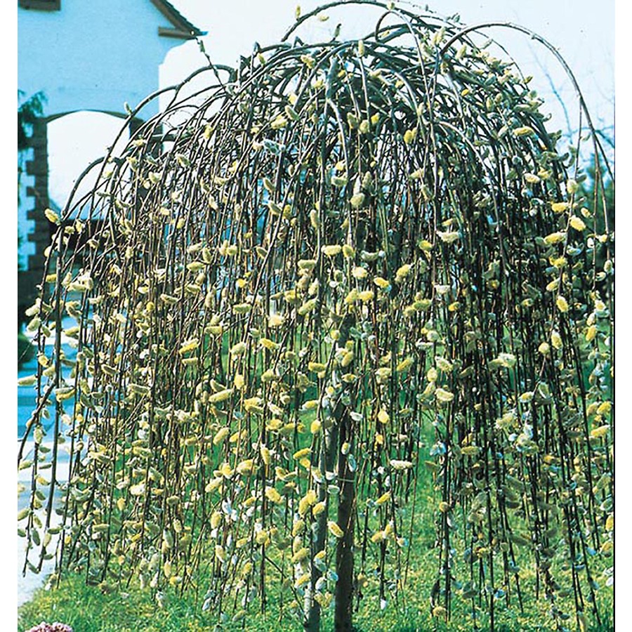 Shop 28.5-Gallon Pink Weeping Pussy Willow Tree (LW01654) at Lowes.com