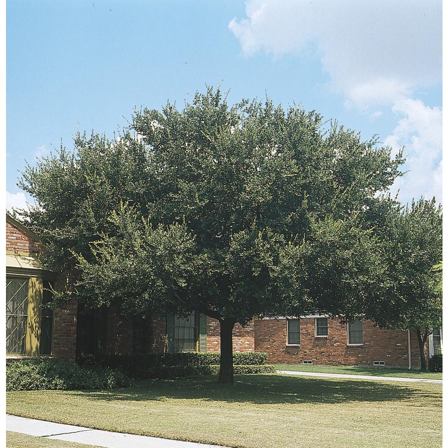 43.5 Gallon Live Oak (L3670)