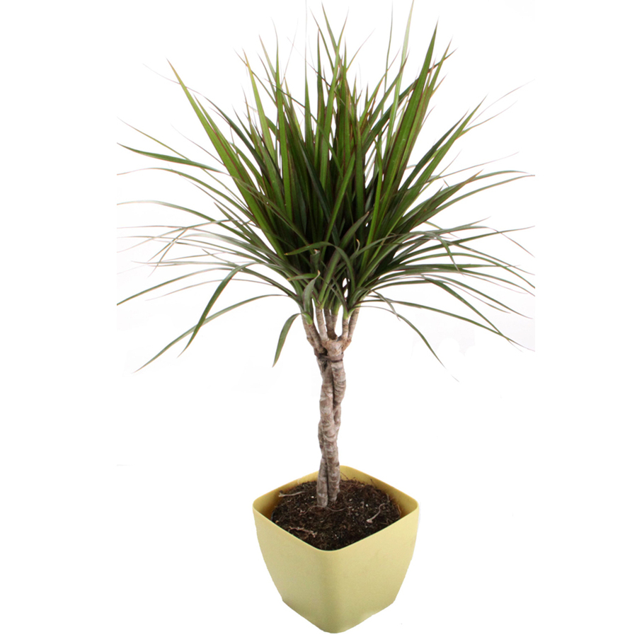 Dracaena Marginata Green Braid in 1.25 Quart Green Square Mod Pot