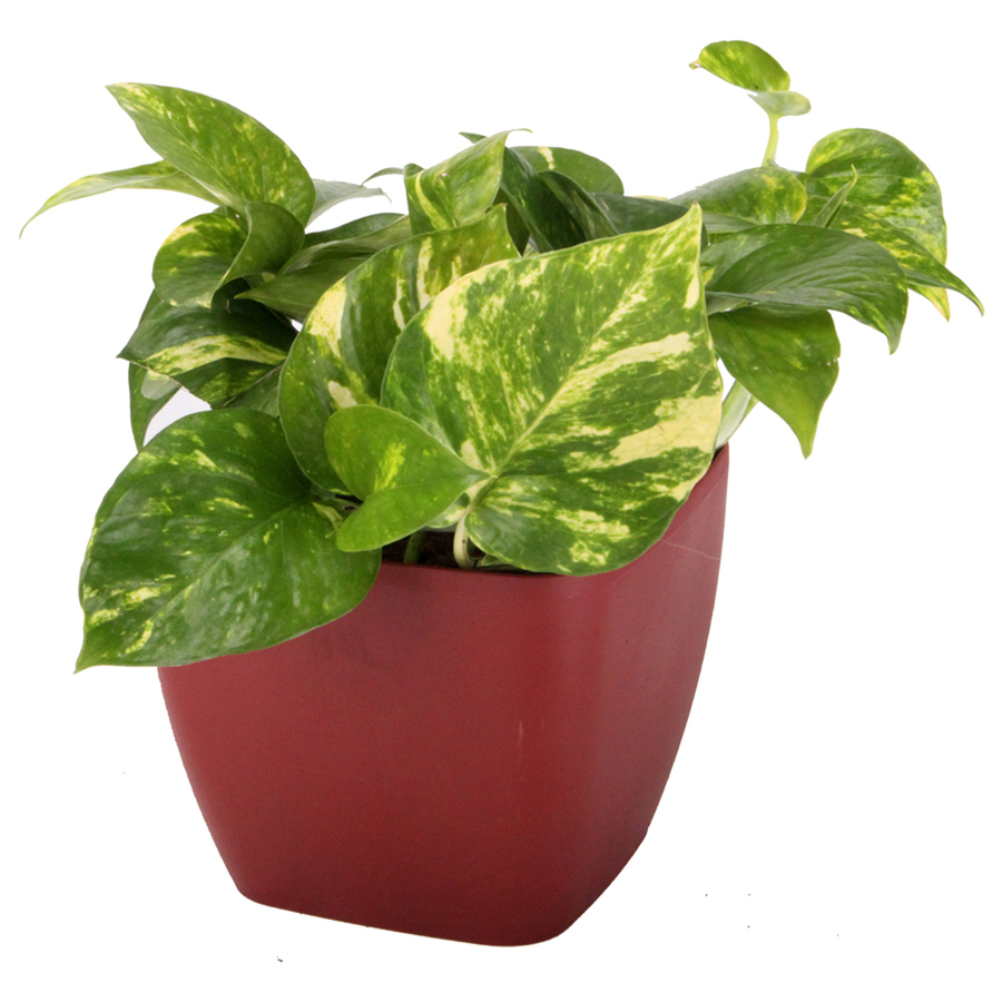 1.25 Quart Golden Pothos in Planter