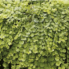 Ground Cover At Lowes Display Product Reviews For 6 Pack Creeping Jenny Tray L2652