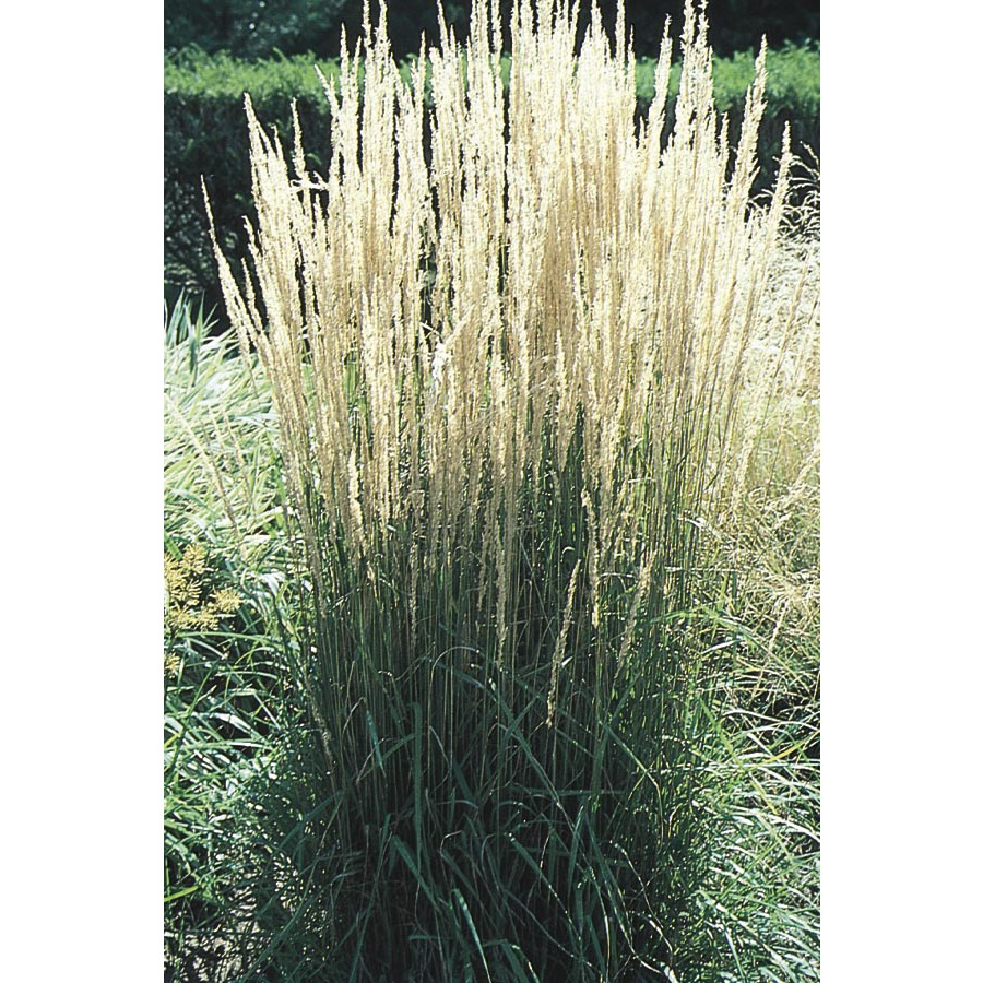 Ornamental Grasses At Lowes Com