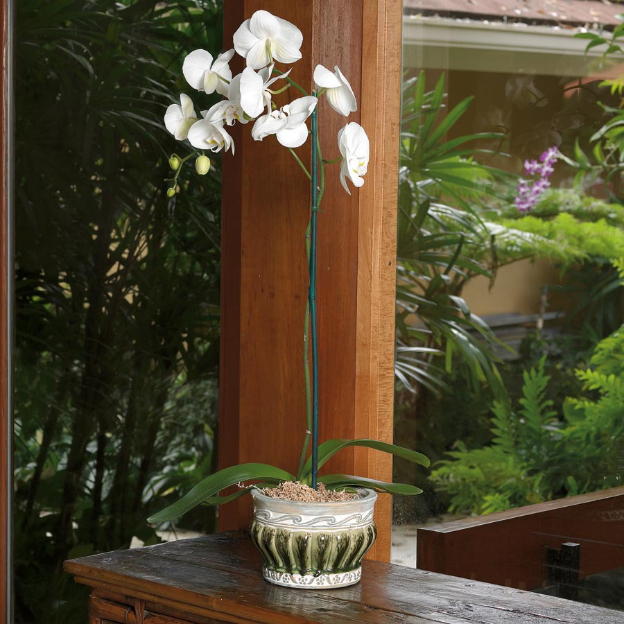 1.75 Quart Phalaenopsis Orchid (L20963hp)