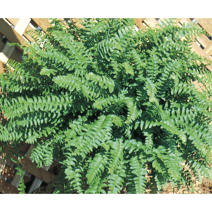 boston ferns at lowe's 