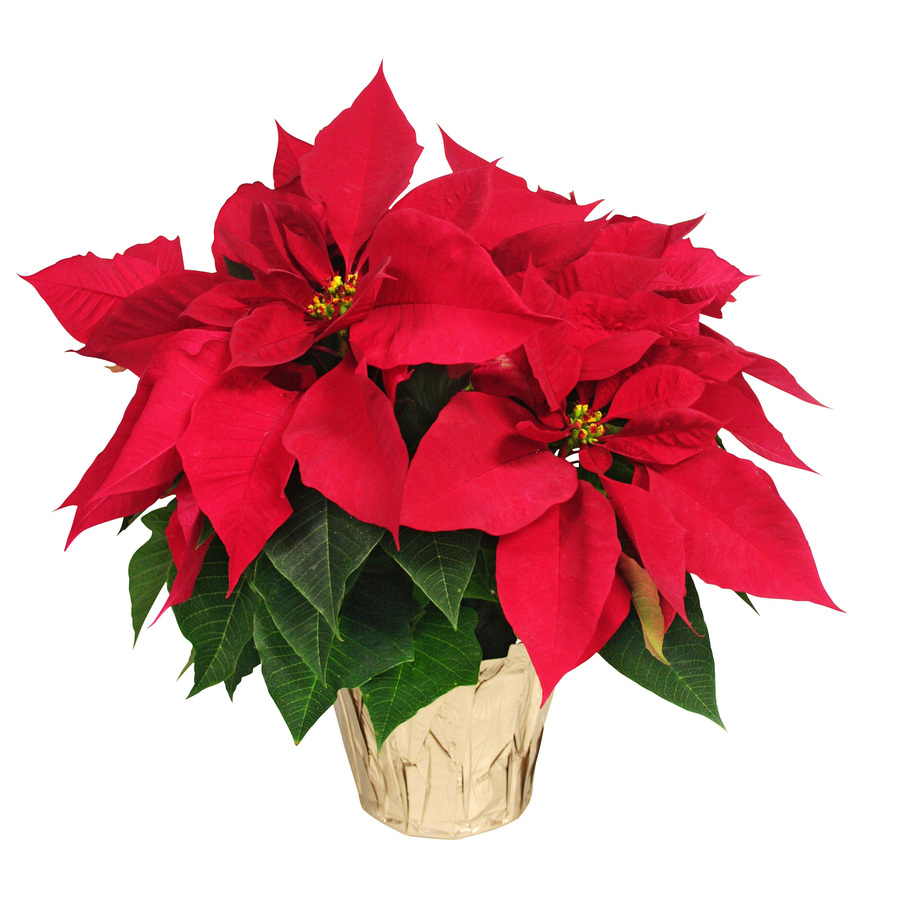 Lowes Poinsettias Store, 54% Off | Www.gruposincom.es