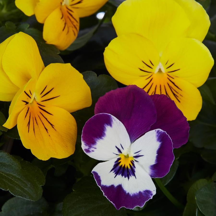 1.5Gallon Multicolor Trailing Pansy in Hanging Basket (L23162) at