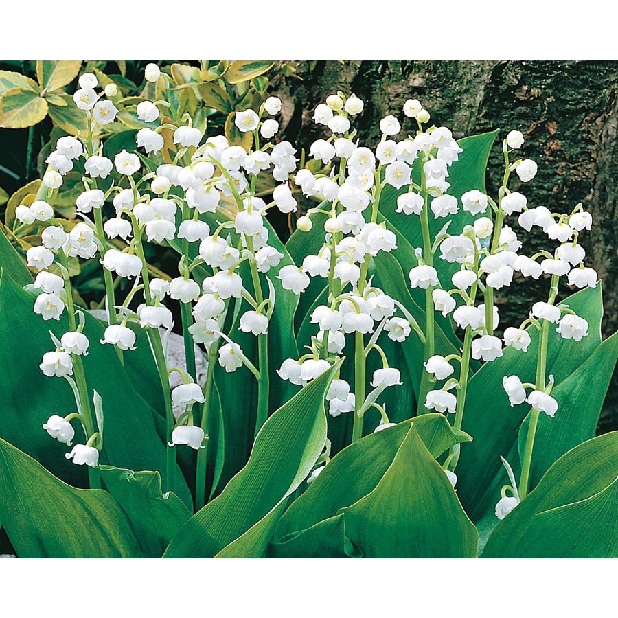 Plant Bulbs At Lowes Com