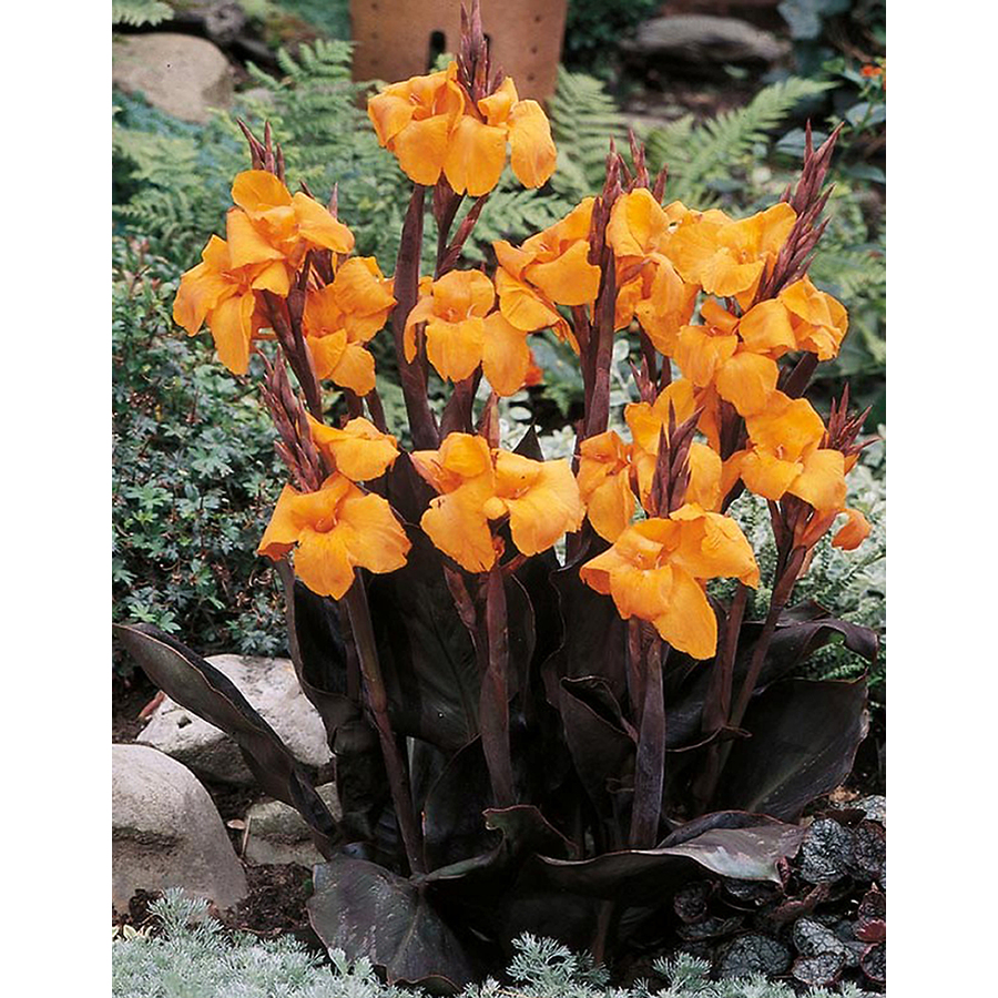 6 Count Wyoming Canna Lily (L5540)