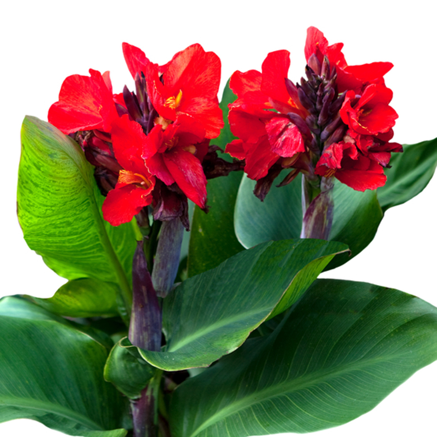 Канна индийская canna Indica