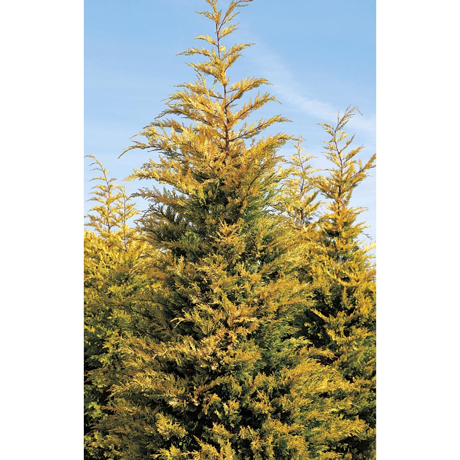 9.64 Gallon Gold Rider Leyland Cypress (L23855)