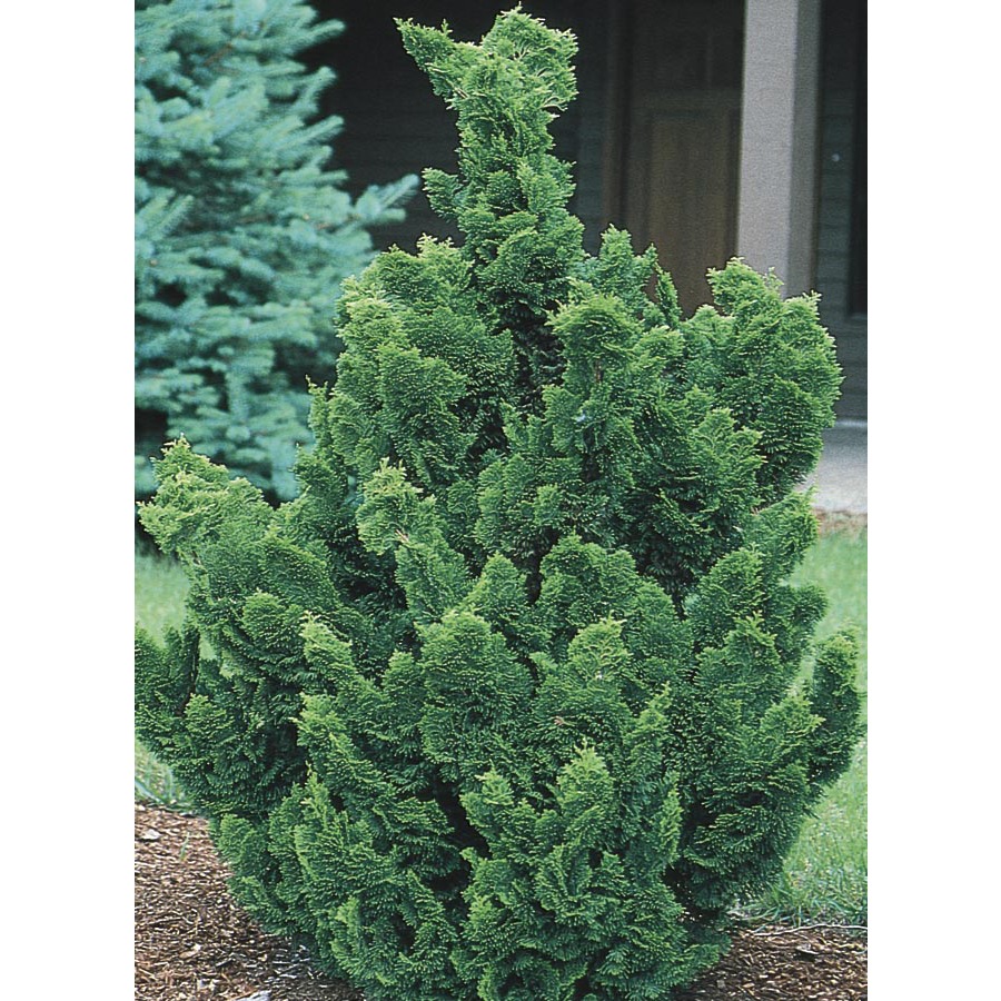 9.64 Gallon Hinoki False Cypress (LW02477)