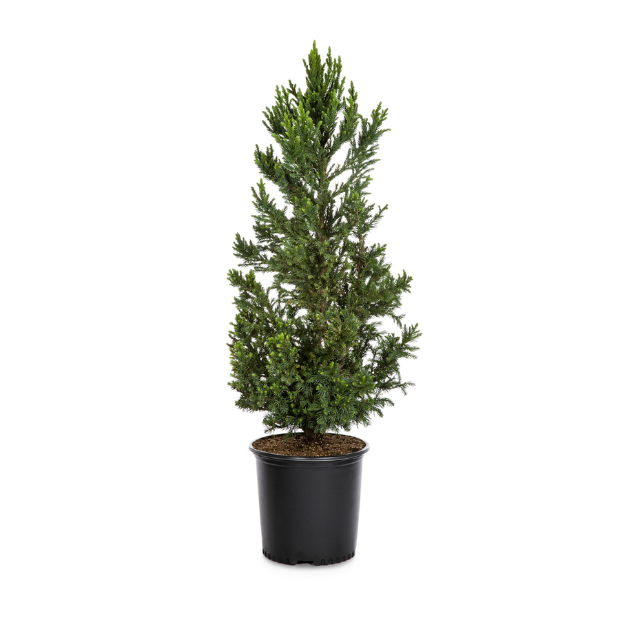 2.62 Gallon Black Dragon Cryptomeria (LW02534)