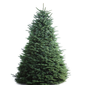 noble fir christmas tree buy noble fir artificial noble fir christmas tree buy noble fir artificial