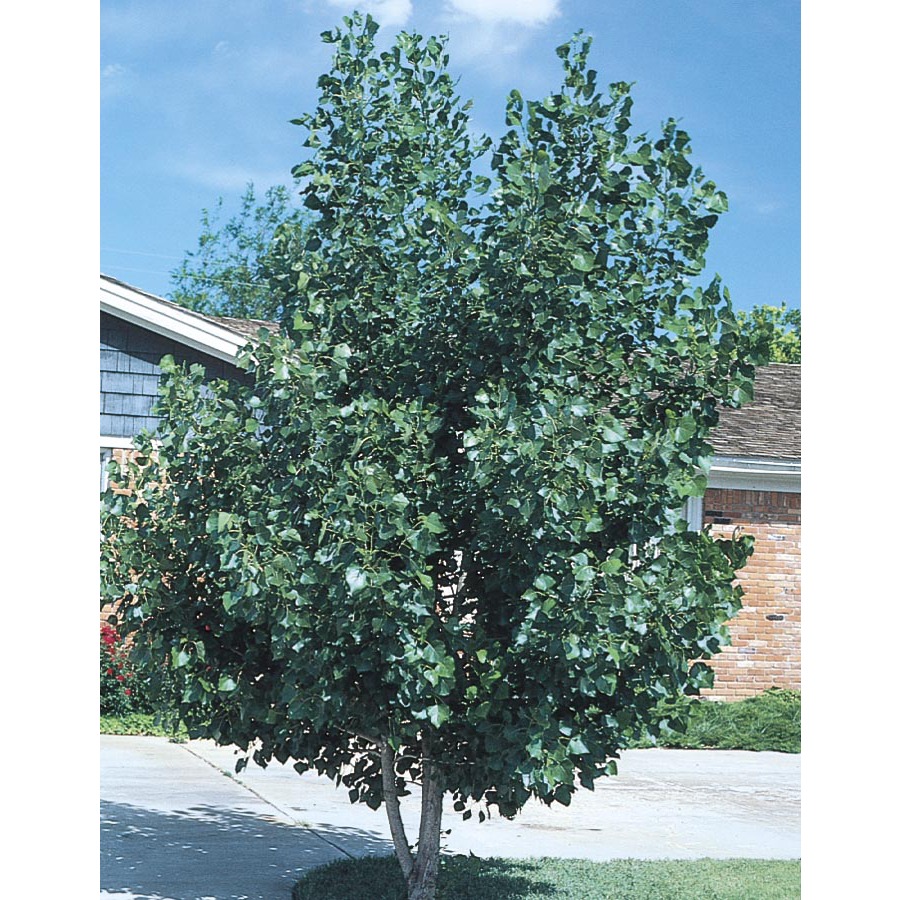 3.63 Gallon Quaking Aspen Clump (L11832)