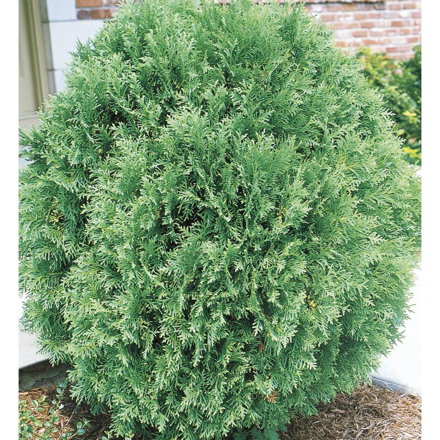 3.63 Gallon Flowers Globe Arborvitae (L4610)