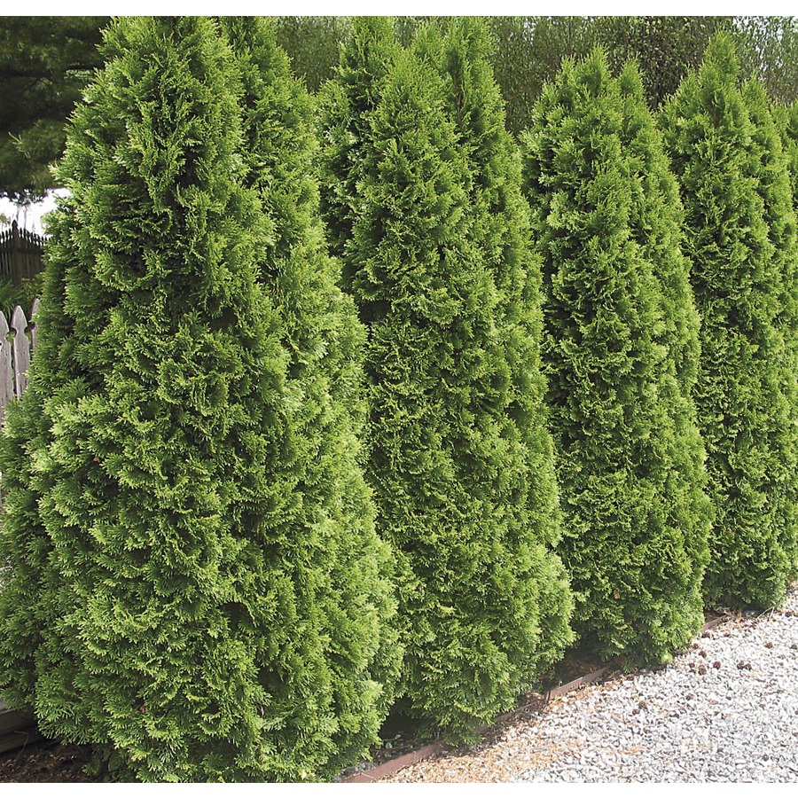 3.63 Gallon Insignificant Emerald Green Arborvitae (L5480)