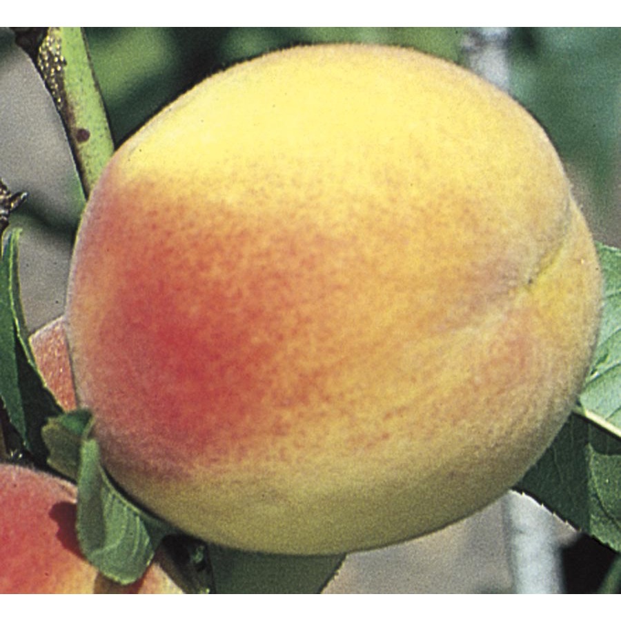 3.74 Gallon Hale Haven Peach Tree (L3225)