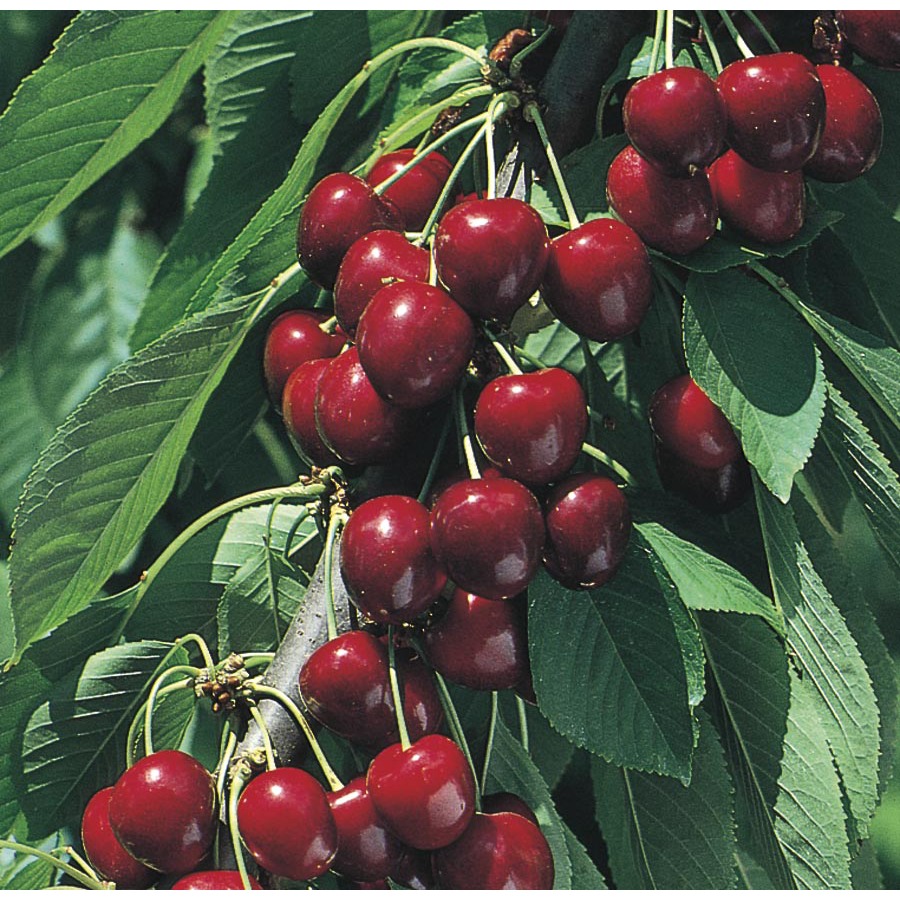 3.74 Gallon North Star Cherry Tree (L4546)