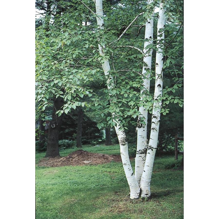 5.5 Gallon Paper Birch (L7304)