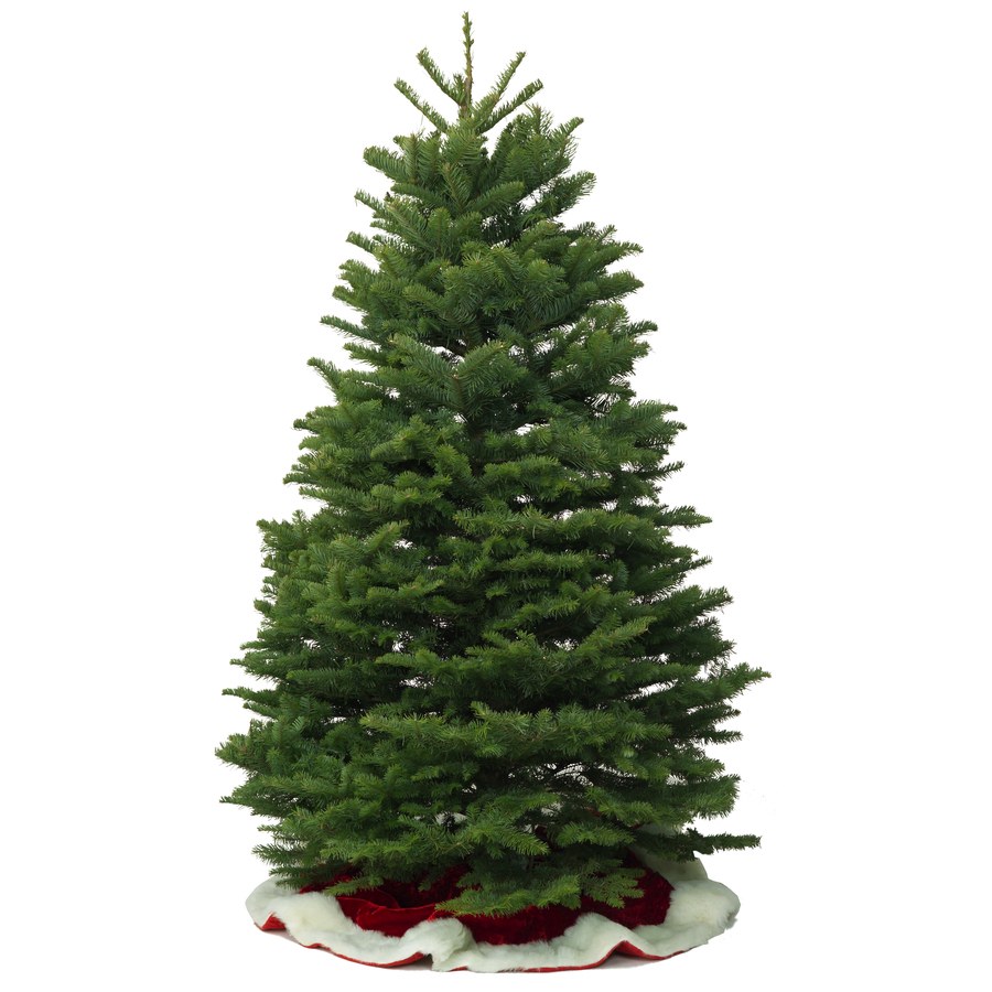 10 11 ft Fresh Noble Fir Christmas Tree