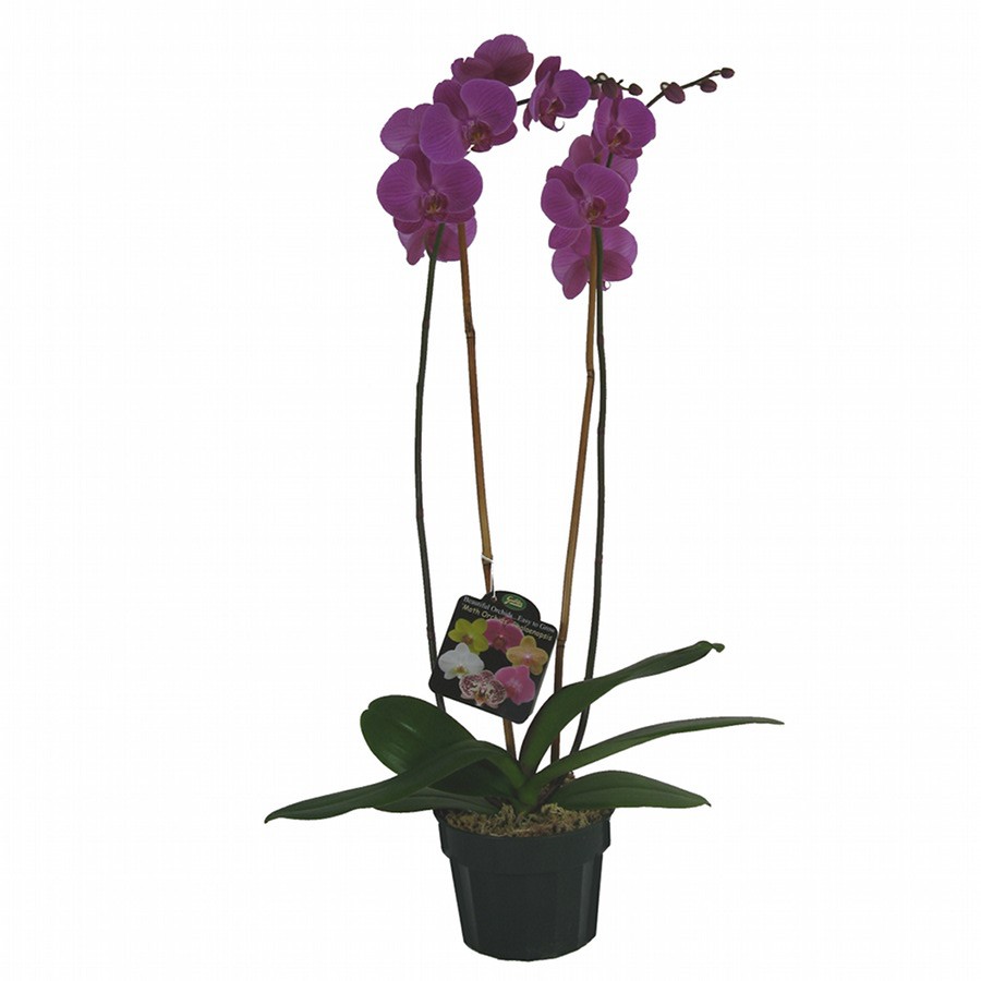 Gubler 1.56 Quart Moth Orchid in Planter