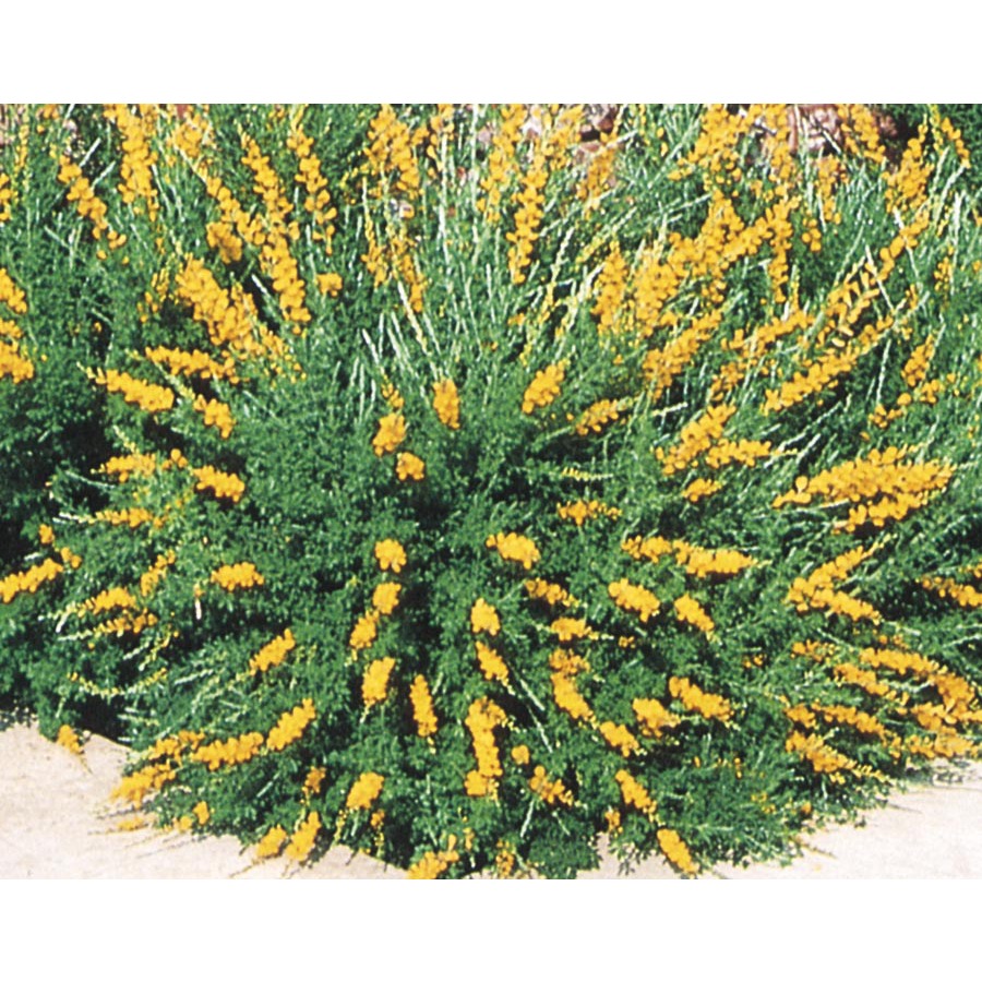 3.43 Gallon Orange Sweet Broom Accent Shrub (L3064)