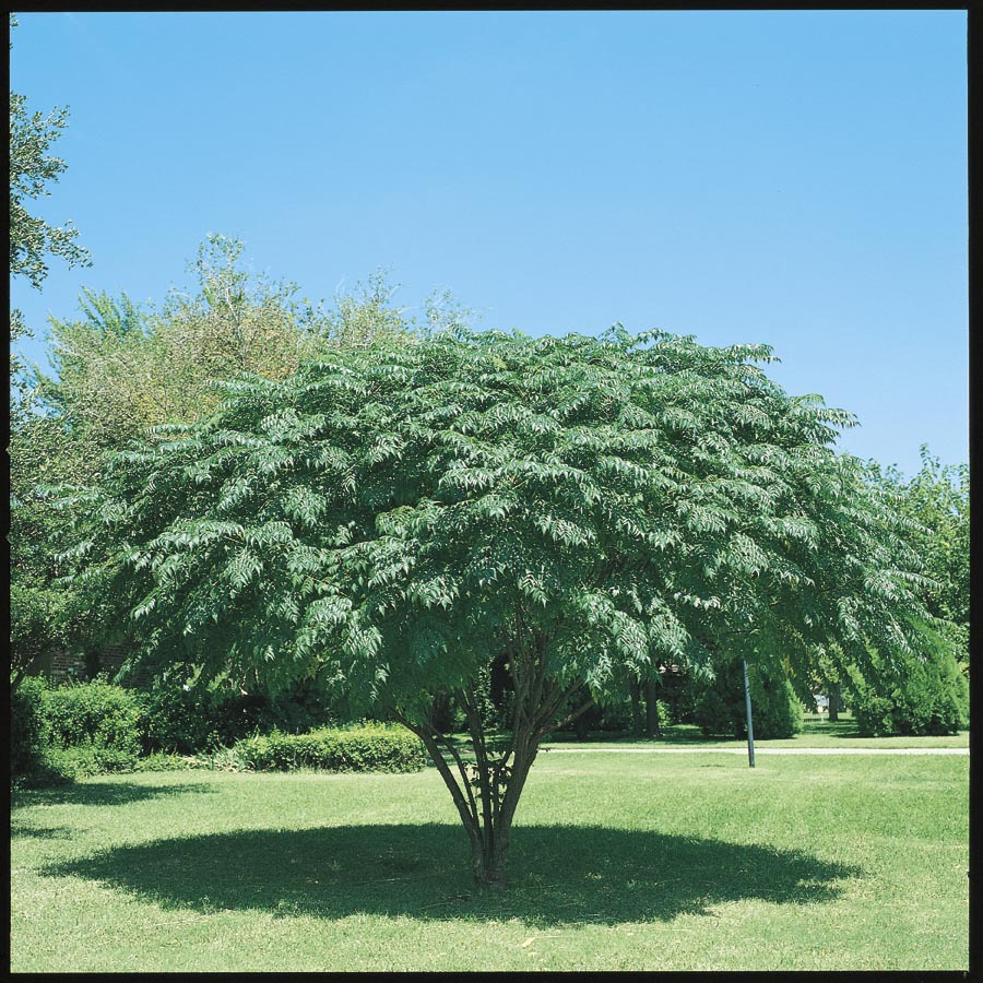 10.25 Gallon Texas Umbrella Tree (L7407)