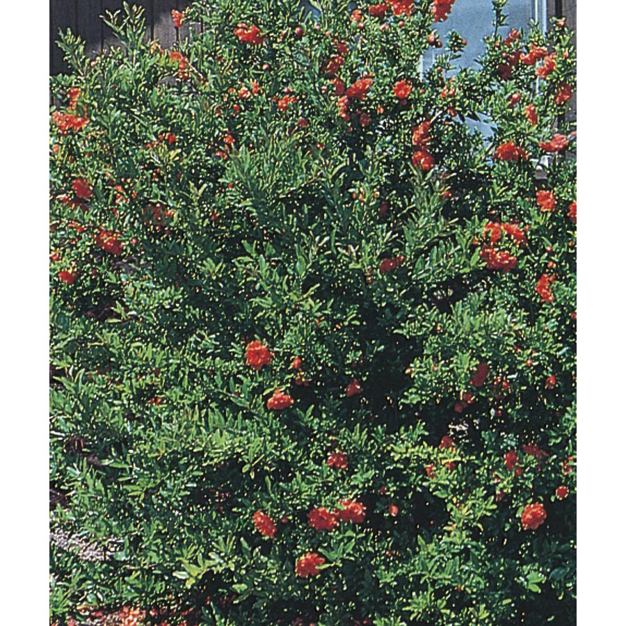 3.43 Gallon Red Dwarf Pomegranate Accent Shrub (L5944)