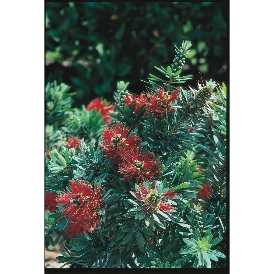 3.43 Gallon Red Little John Dwarf Bottlebrush Accent Shrub (L4657)