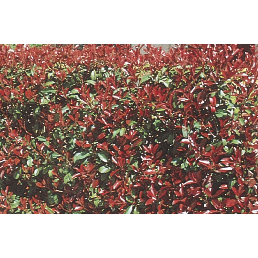 3.43 Gallon White Red Tip Photinia (L3049)