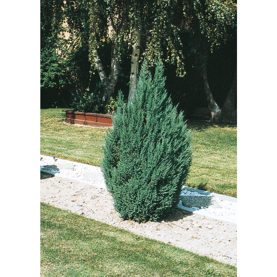 3.43 Gallon Insignificant Blue Point Juniper (L3785)