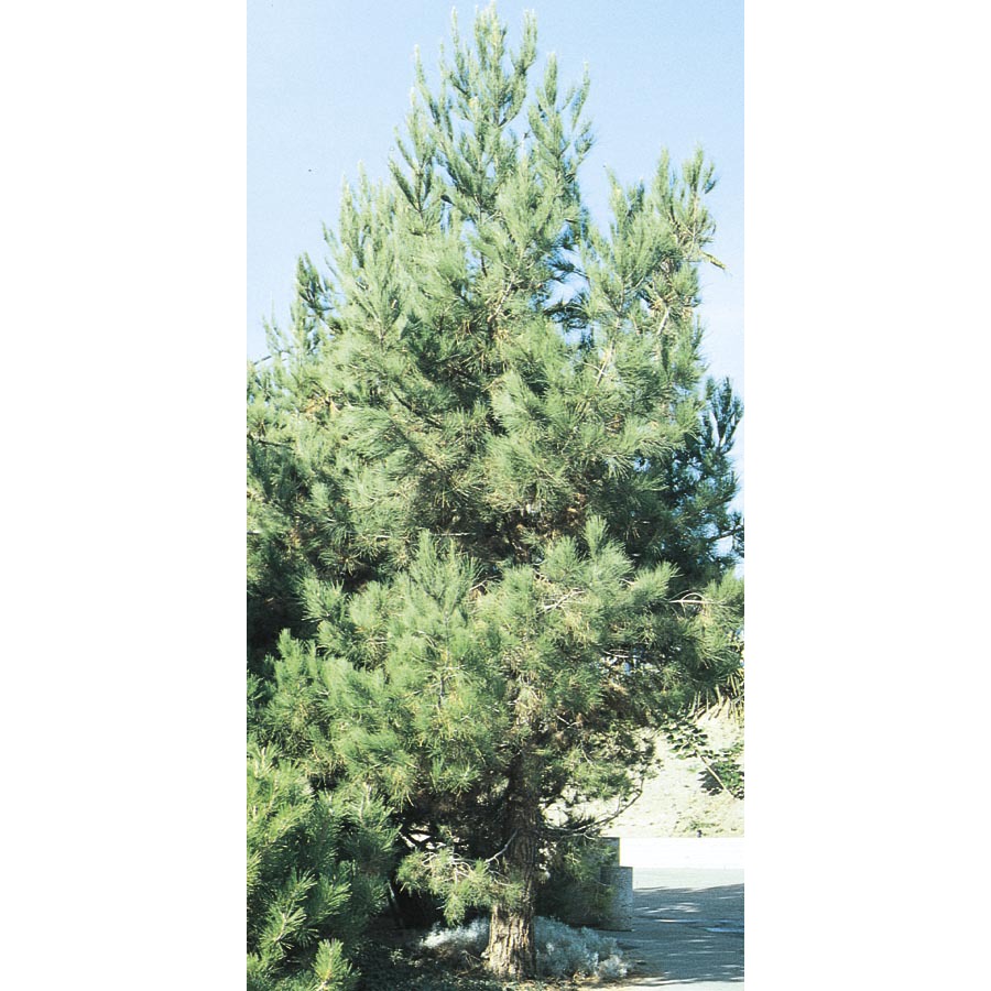 3.43 Gallon Eldarica Pine (L5148)