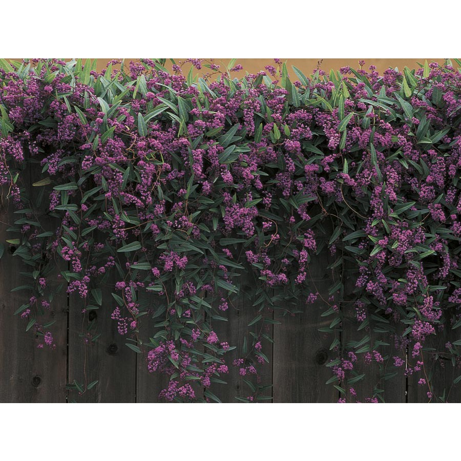 3.43 Gallon Happy Wanderer Vine Lilac (L6317)