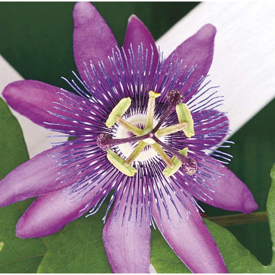 3.43 Gallon Venice Passion Flower (L21357)