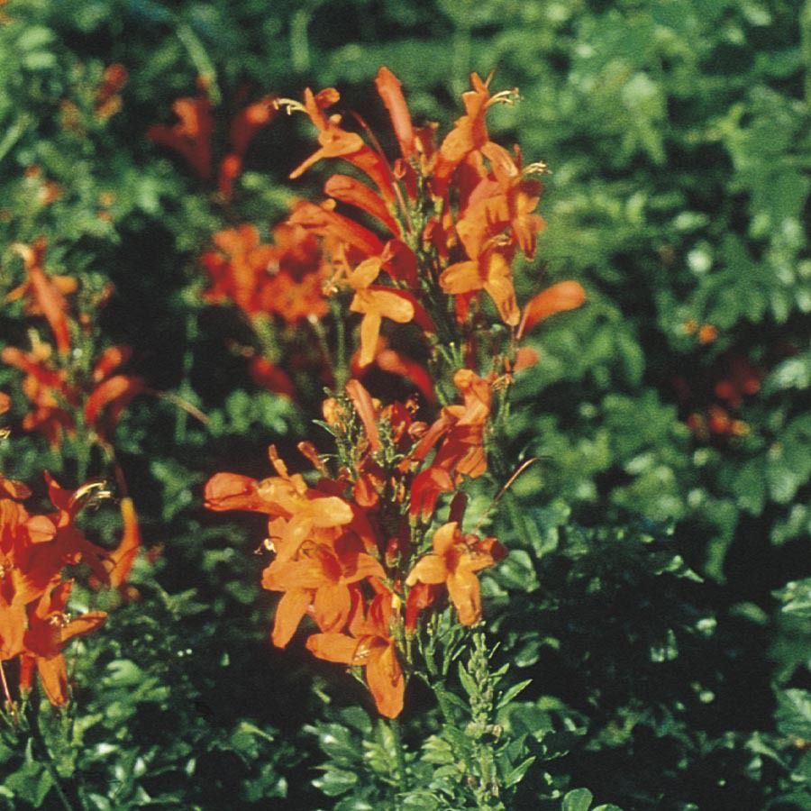 3.43 Gallon Cape Honeysuckle (L3069)