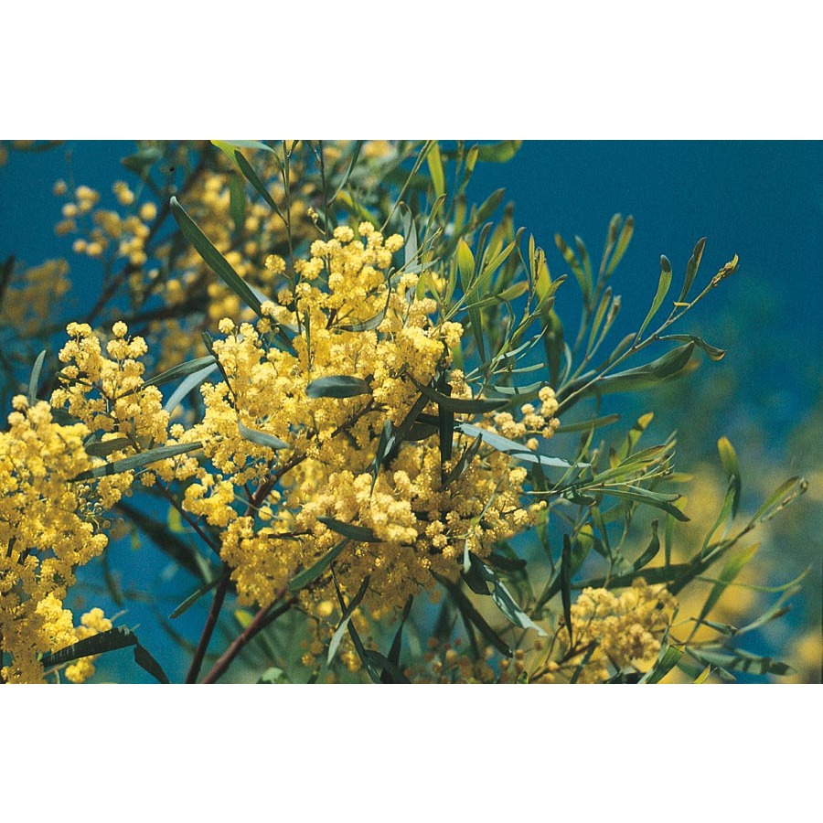 3.43 Gallon Acacia (L9437)