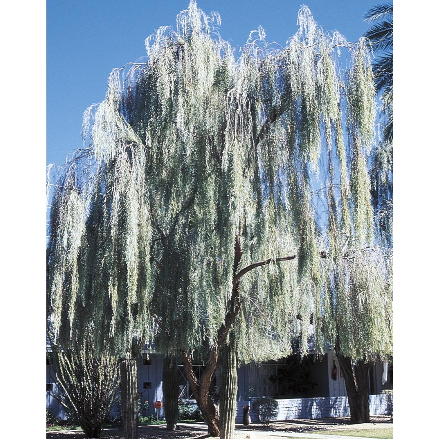 3.43 Gallon Weeping Acacia (L14867)