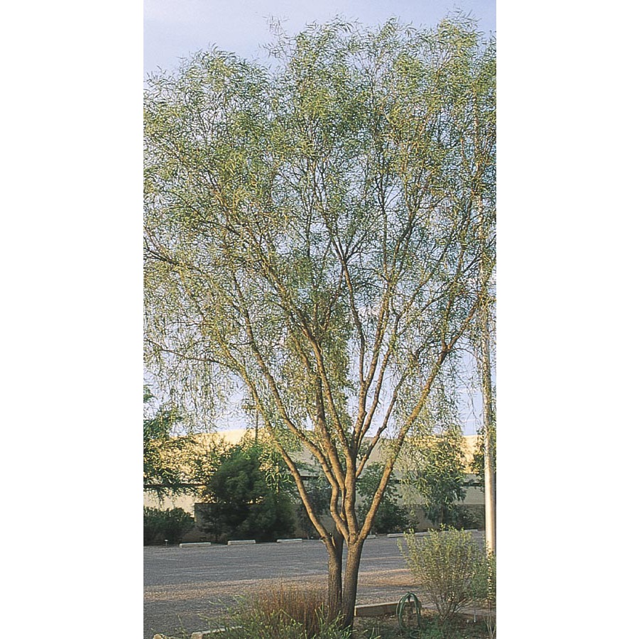 3.43 Gallon Willow Acacia (L7642)