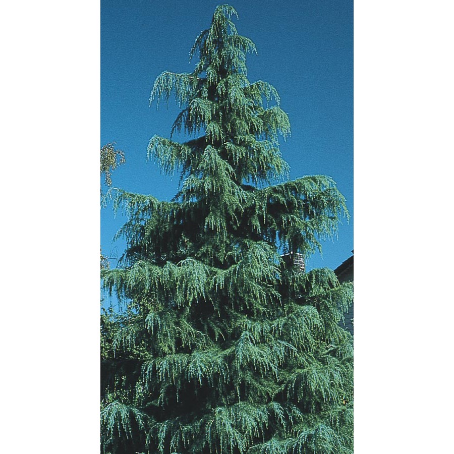 3.43 Gallon Deodar Cedar (L4674)