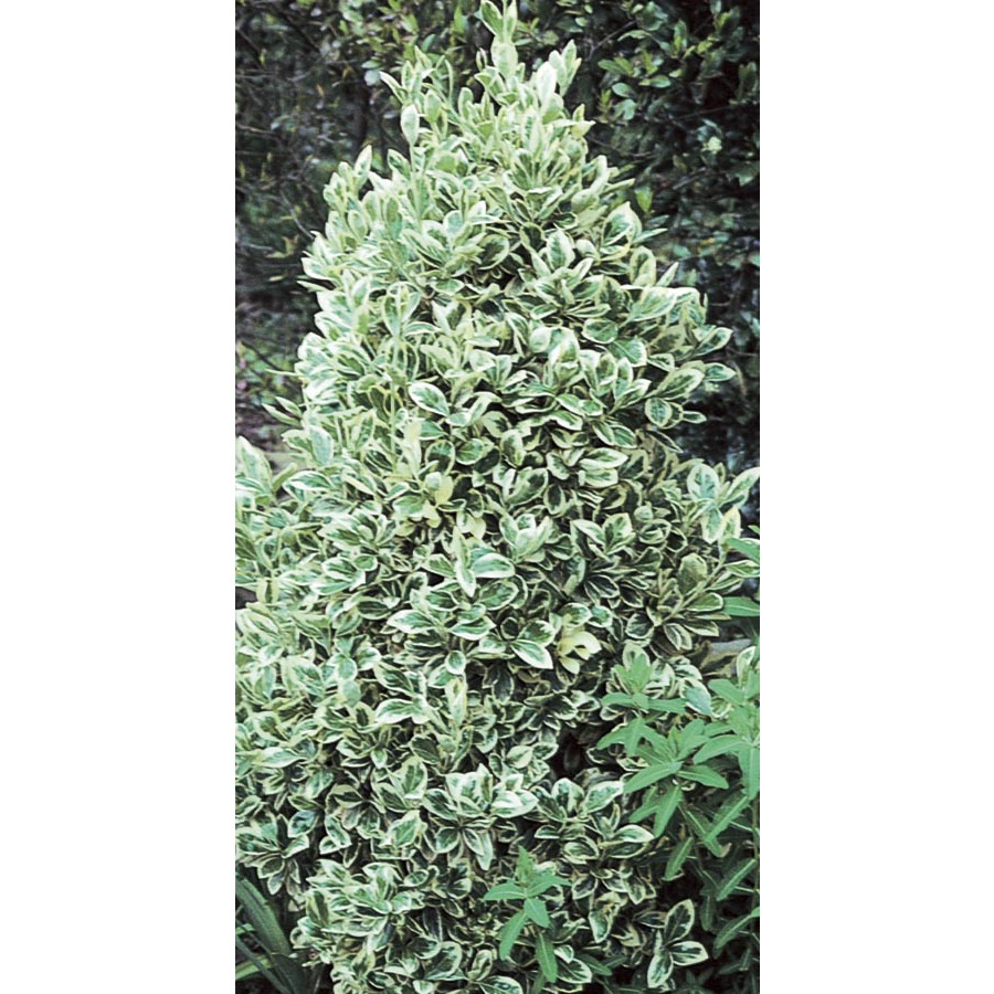 3.43 Gallon Insignificant Silver King Euonymus (L3842)